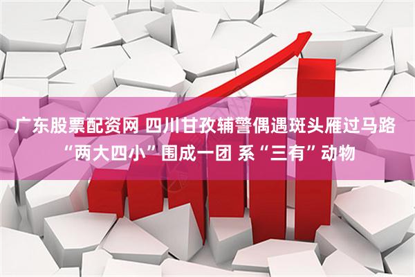 广东股票配资网 四川甘孜辅警偶遇斑头雁过马路 “两大四小”围成一团 系“三有”动物
